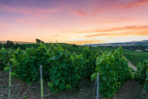 Rij wijndruiven in champagnewijngaarden in Montagne de Teneris, Reims, Frankrijk