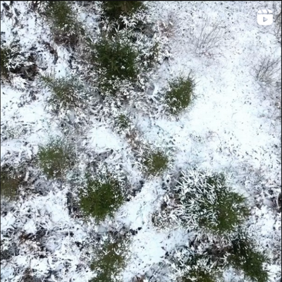 start video instagram: bovenaanzicht besneeuwde bossen